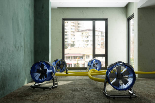 Best Mold removal after water damage  in Rockville, MN